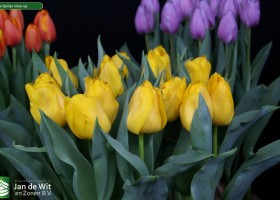 Tulipa Quirijn close-up