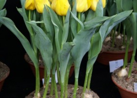 Tulipa Quirijn