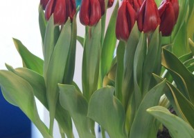 Tulipa Red FLight (2)