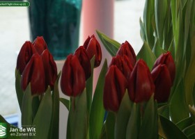Tulipa Red Flight close-up (2)