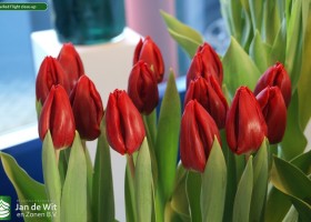 Tulipa Red Flight close-up