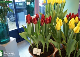 Tulipa Red Flight
