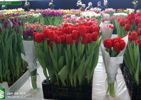 Tulipa Red Label (2)