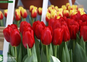 Tulipa Red Label (3)