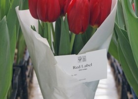 Tulipa Red Label bos