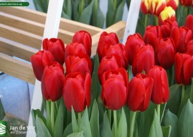 Tulipa Red Label close-up