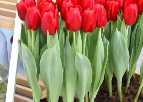 Tulipa Red Label