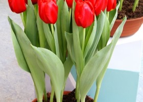 Tulipa Red Light (2)