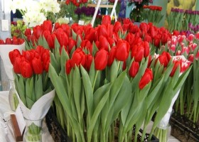 Tulipa Red Light (3)