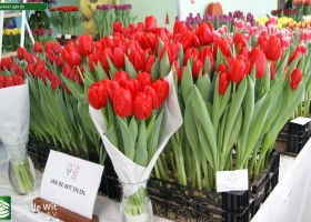Tulipa Red Light (4)