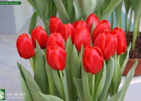 Tulipa Red Light close-up (2)