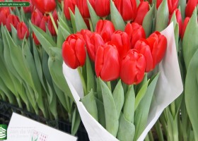Tulipa Red Light close-up (3)