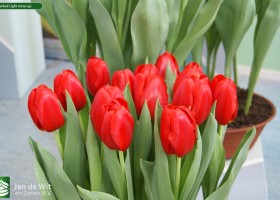Tulipa Red Light close-up
