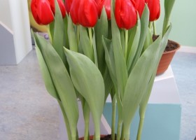 Tulipa Red Light