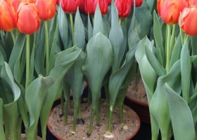 Tulipa Red Westfrisian (2)