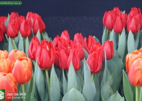 Tulipa Red Westfrisian close-up