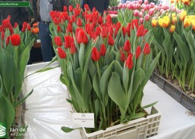 Tulipa Red Westfrisian