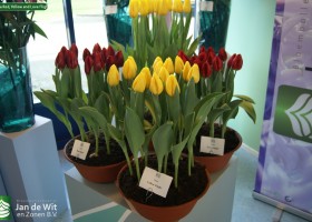Tulipa Red, Yellow and Love Flight (2)