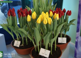 Tulipa Red, Yellow and Love Flight