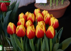 Tulipa Replay close-up