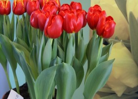 Tulipa Rescue (2)