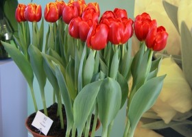 Tulipa Rescue (3)
