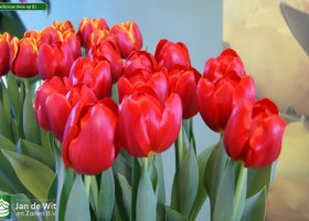 Tulipa Rescue close-up (2)