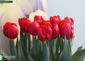 Tulipa Rescue close-up