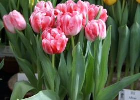 Tulipa Rocky (2)
