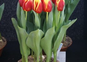 Tulipa Russia (2)