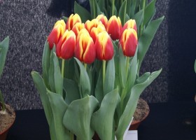Tulipa Russia (3)