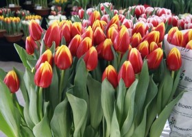 Tulipa Russia (4)