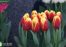 Tulipa Russia close-up (2)
