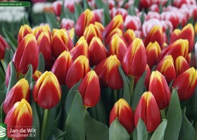 Tulipa Russia close-up (3)