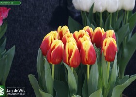 Tulipa Russia close-up