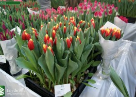 Tulipa Russia