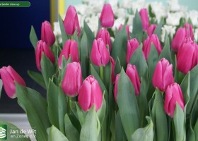 Tulipa Sandor close-up