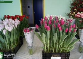 Tulipa Sandor