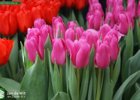 Tulipa Sint Helena close-up