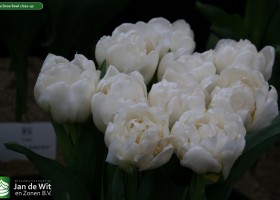 Tulipa Snow Bowl close-up