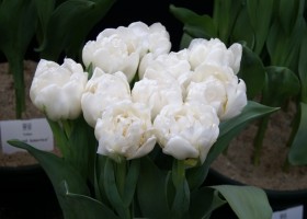 Tulipa Snow Bowl