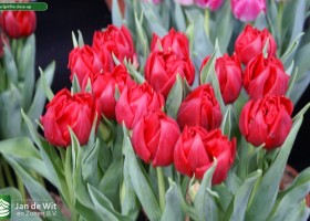 Tulipa Spitfire close-up