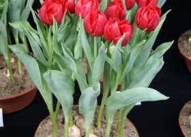 Tulipa Spitfire