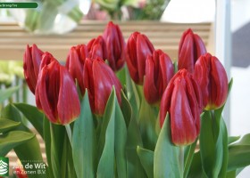 Tulipa Strong Fire