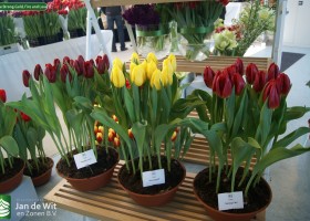 Tulipa Strong Gold, Fire and Love (2)