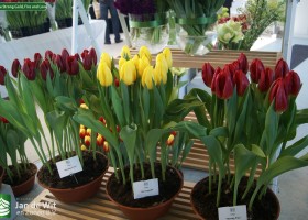 Tulipa Strong Gold, Fire and Love