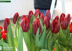 Tulipa Strong Love
