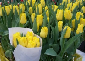 Tulipa Sun Frills2