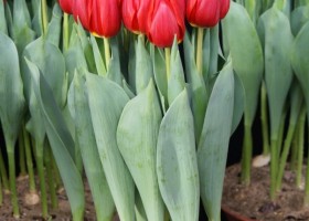 Tulipa Surrender