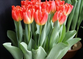 Tulipa Switch (2)